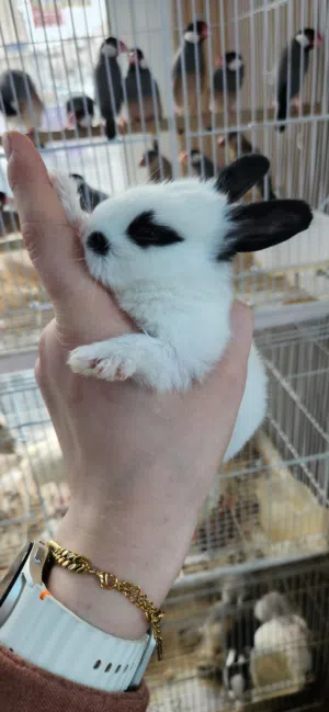 Beautiful rabbits for sale