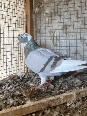 ‏حمام‏0