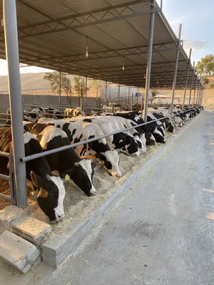 ‏أبقار‏0