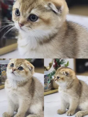 Baby kittens