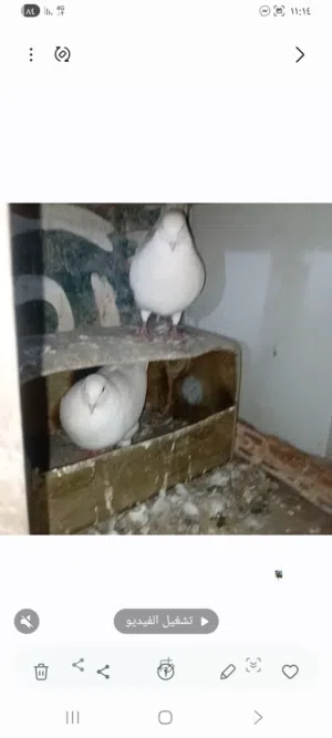 حمام فرنسي كبير