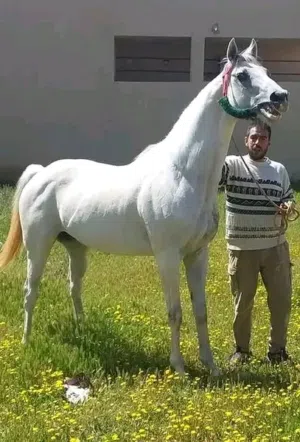 فرس زرقاء الله يبارك للبيع