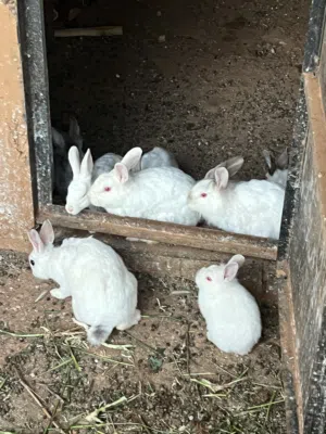 ارانب لونهم ابيض