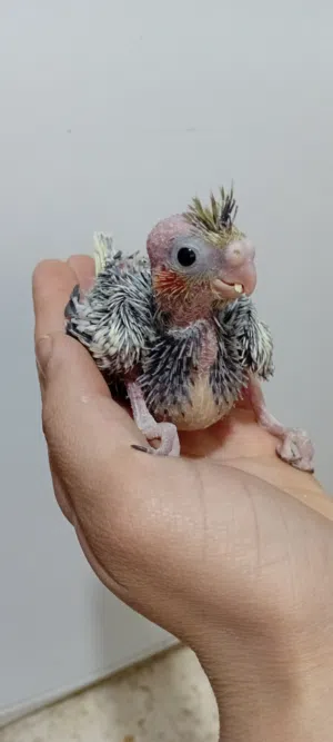 فراخ كوكتيل زق يدوي