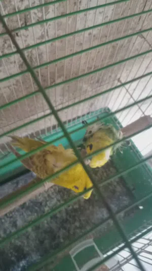 بسم الله الرحمن الرحيم جوز حب بادجي هوجورومو صلاة النبي
