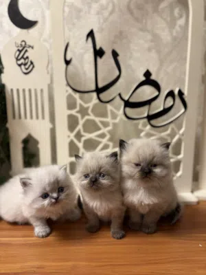 قطط جميلة ولعوبة للبيع