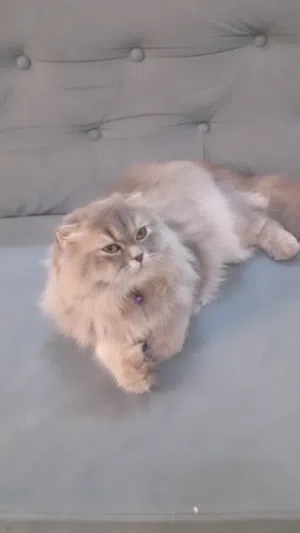 قطه للبيع عمرها 6 شهور