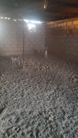 ‏غزلان‏0