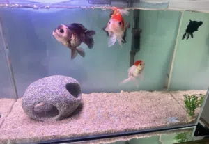 Fish Oranda