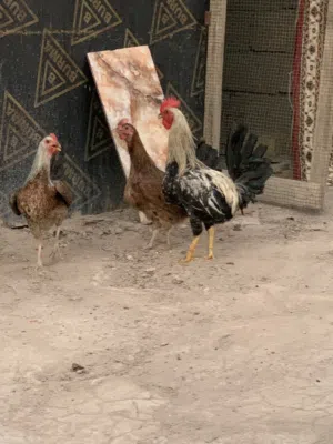 سيت دجاج عرب اصلي بي رس كويتي الوصف مهم.