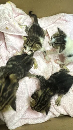 قطط للتبني عمرهم أسبوع من دون امهم