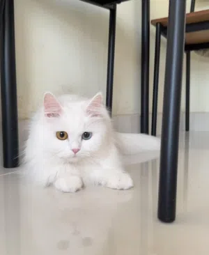 قطه شيرازية انثى جميلة 25 يال  cats for sale