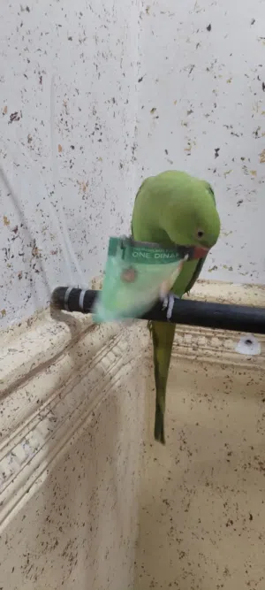 ببغاء للبيع ايدون