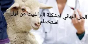 متوفر لدينا حل نهائي للبراغيث امن وفعال مكفول ان شاء الله