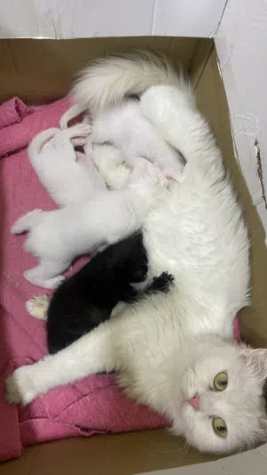 السلام عليكم قطه للبيع العمر سنتين وياها جهال عمر شهر