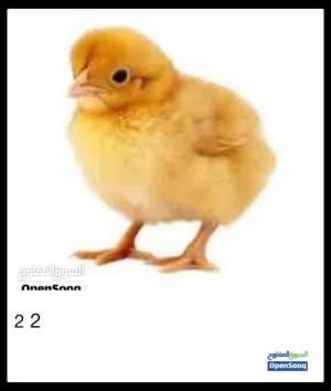 مطلوب كتكوت لحم سعر من 2لل 3.5