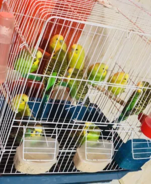 11طرف بقلينو الوان ربي يبارك طروف فراديات ف منهم تلاته نتايات وباقي ذكوره جمله بالقفص جديد قاعد