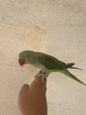 أنثى بغبغاء الدره النيبالي