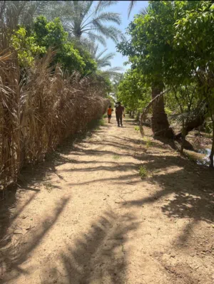Farm Land for Sale in Diyala Aljededa alShat