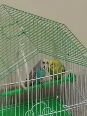 للبيع طيور الحب مع القفص والأكل كامل.