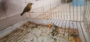 للبيع طائر الخياط