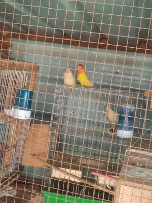 جوزين روز شغالات ومميزات نخب النخب بسعر ممتاز