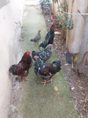 دجاج للبيع