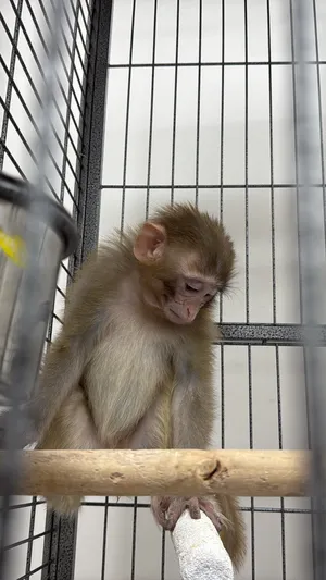 Other Animals4