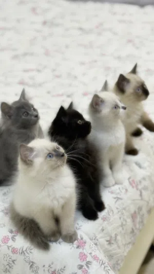 قطط هملايا عمر 3 شهور للتبني