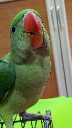 ببغاء نيبالي اليف محلق حلقه ذهبيه عمر أقل سنه يناغي المكان ابو الخصيب محيله