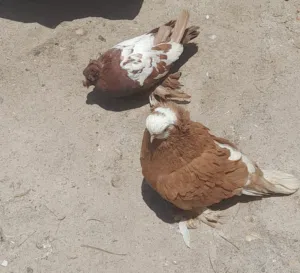 زوج حمام كما موضح بلصور الفحل اربيلي فول جامبو والطيره بخاريه وايت سايد فول مزاويج ومطاريد حاليا