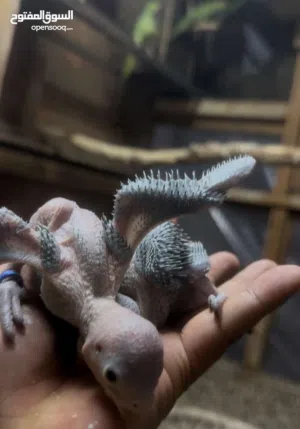 فروخ متو درة الخضره