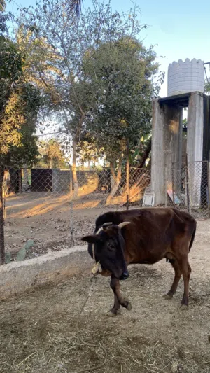 البيع ابقرة