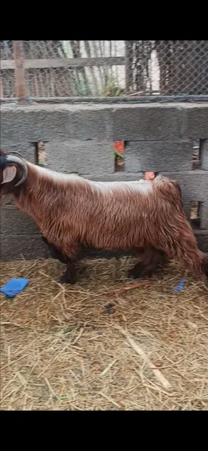 تيس فحل للبيع