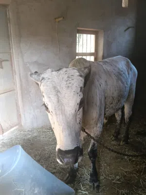 ثور عحل (أبقار) للبيع