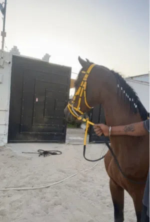 خيل-الحيوانات