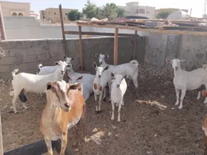 ماعز محلية للبيع
