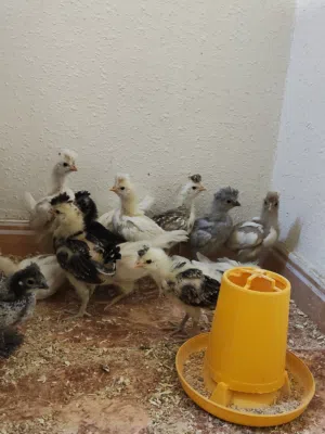 فروخ صوص دجاج الزينة بولش