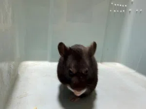 هامستر سوري انثى