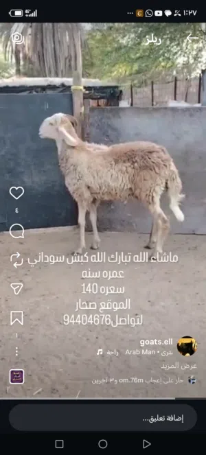 كبش سوداني ماشاء الله