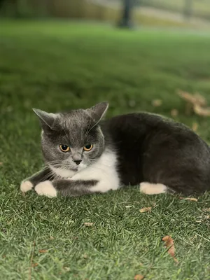 قطة من نوع British Shorthair