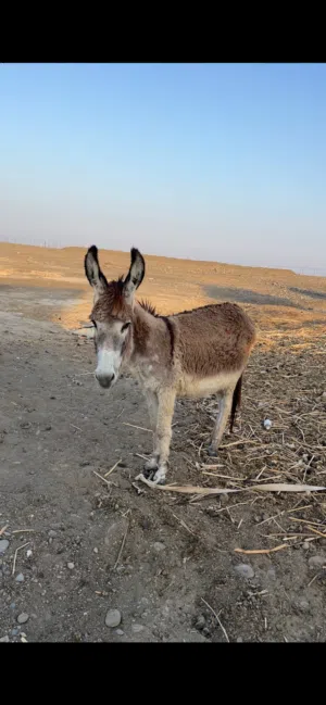 جحشه للبيع