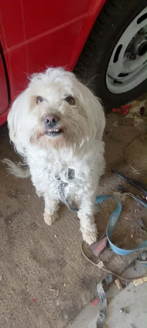 كلب فرنش تاريل ذكر العمر سنه