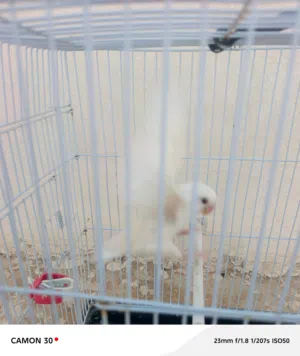 دكر بركديلو