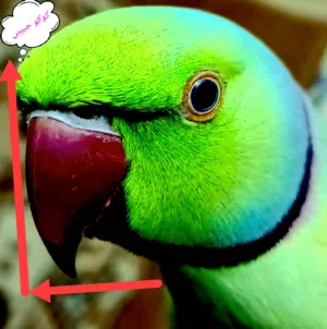 عباس ابرهيم 