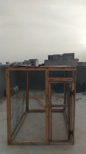 سلام عليكم براكة عصافير و حمام براكة ربي يبارك