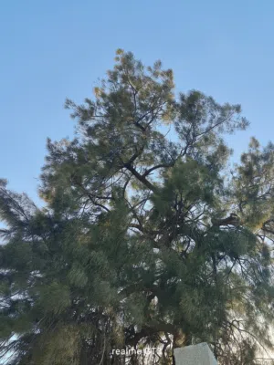 Mixed Use Land for Sale in Jenin Rummanah