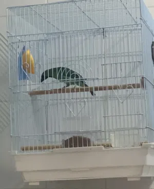 للبيع بلبل كوك الماليزي