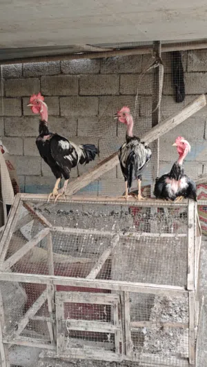 دجاج عرب للبيع