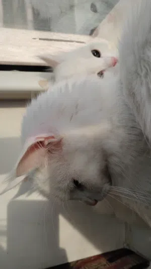 am 